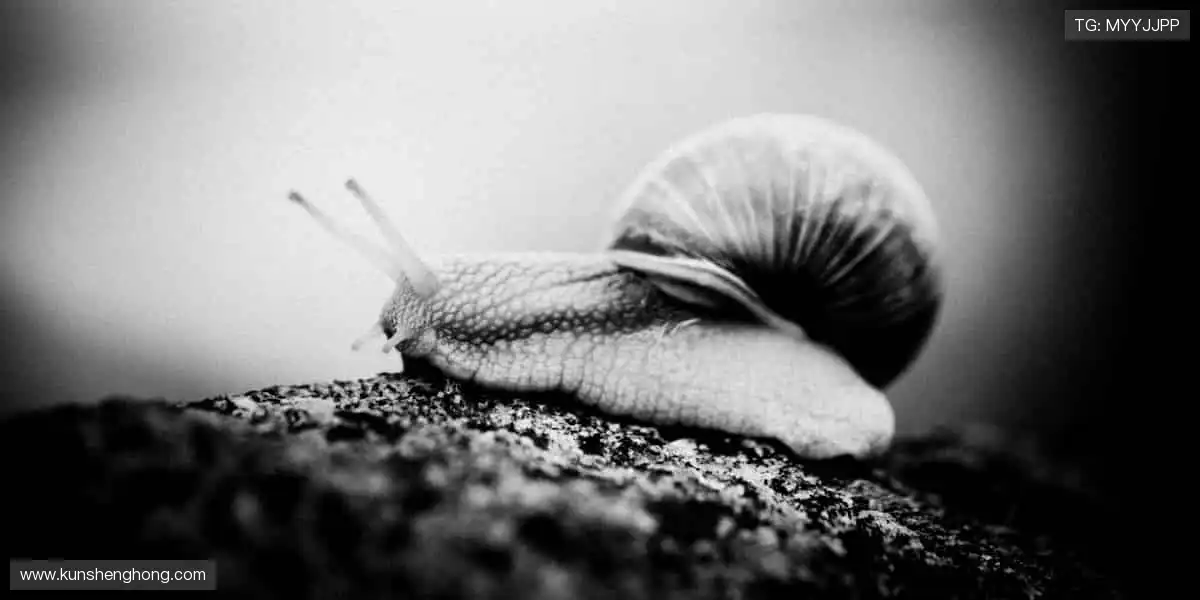 🏀巅峰对决,见证冠军诞生的荣耀瞬间!🏆